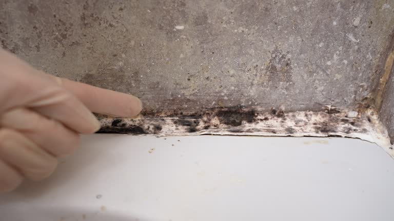 Trusted Appleton City, MO Mold Removal Experts